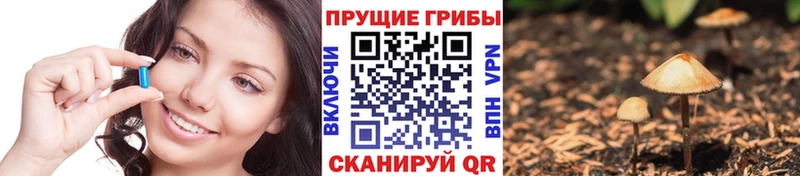 магазин продажи   Кашин  Псилоцибиновые грибы Cubensis 